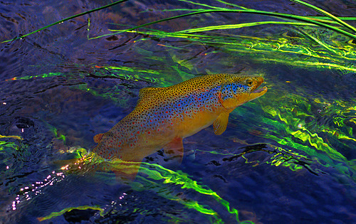 Neontrout3040.jpg