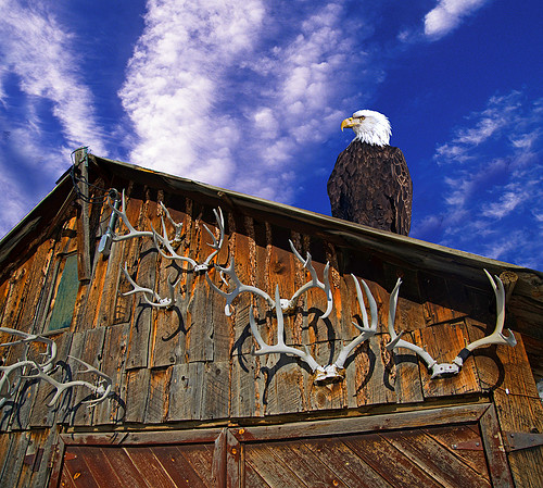 EagleMTUSA.jpg