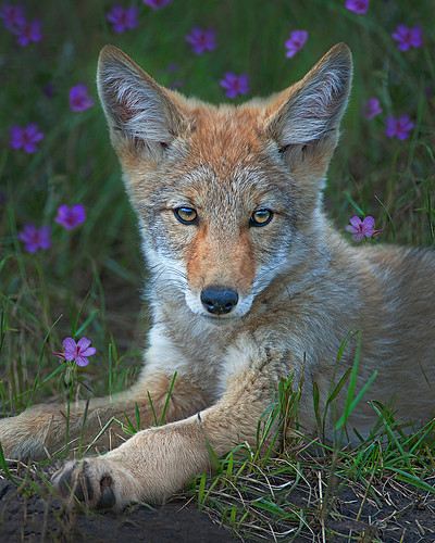 810coyote.jpg