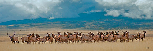 2060Herdbull&Cows.jpg