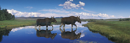 MooseReflection.jpg