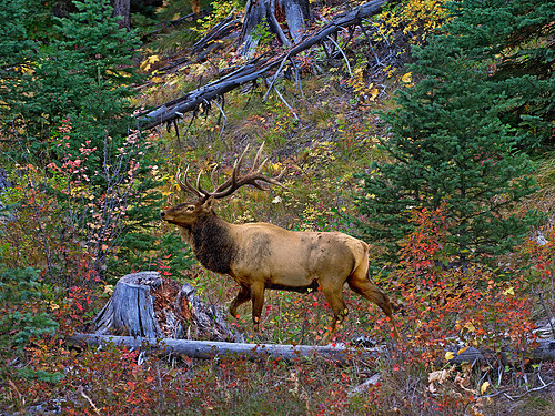 3040ColorBull 2.jpg