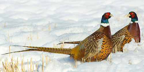 Snowcocks4020.jpg