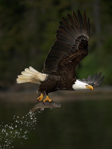 EagleTrout 3040.jpeg