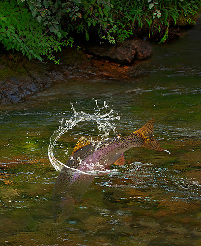 3040Splash!.jpg
