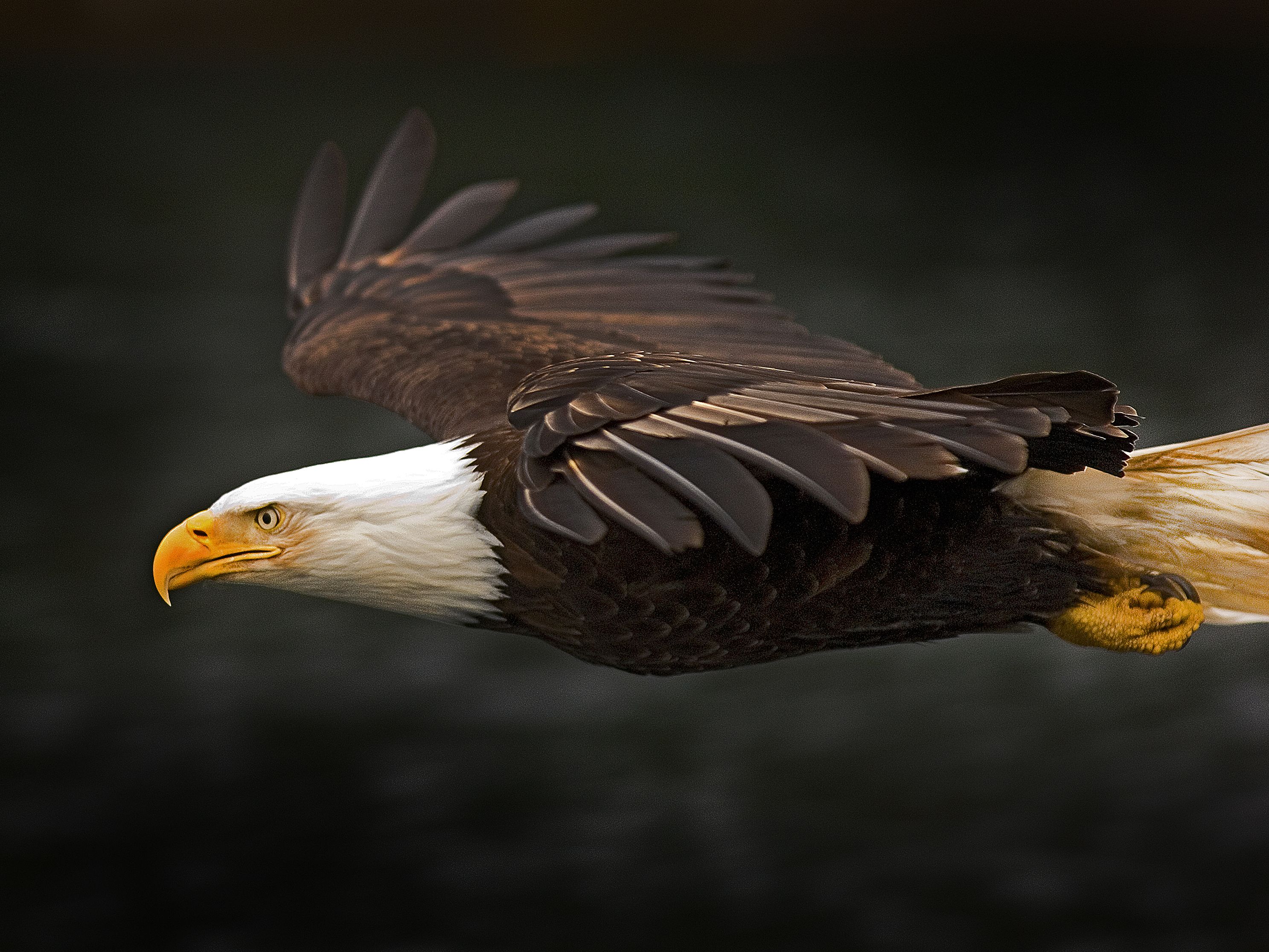 Eaglejpg