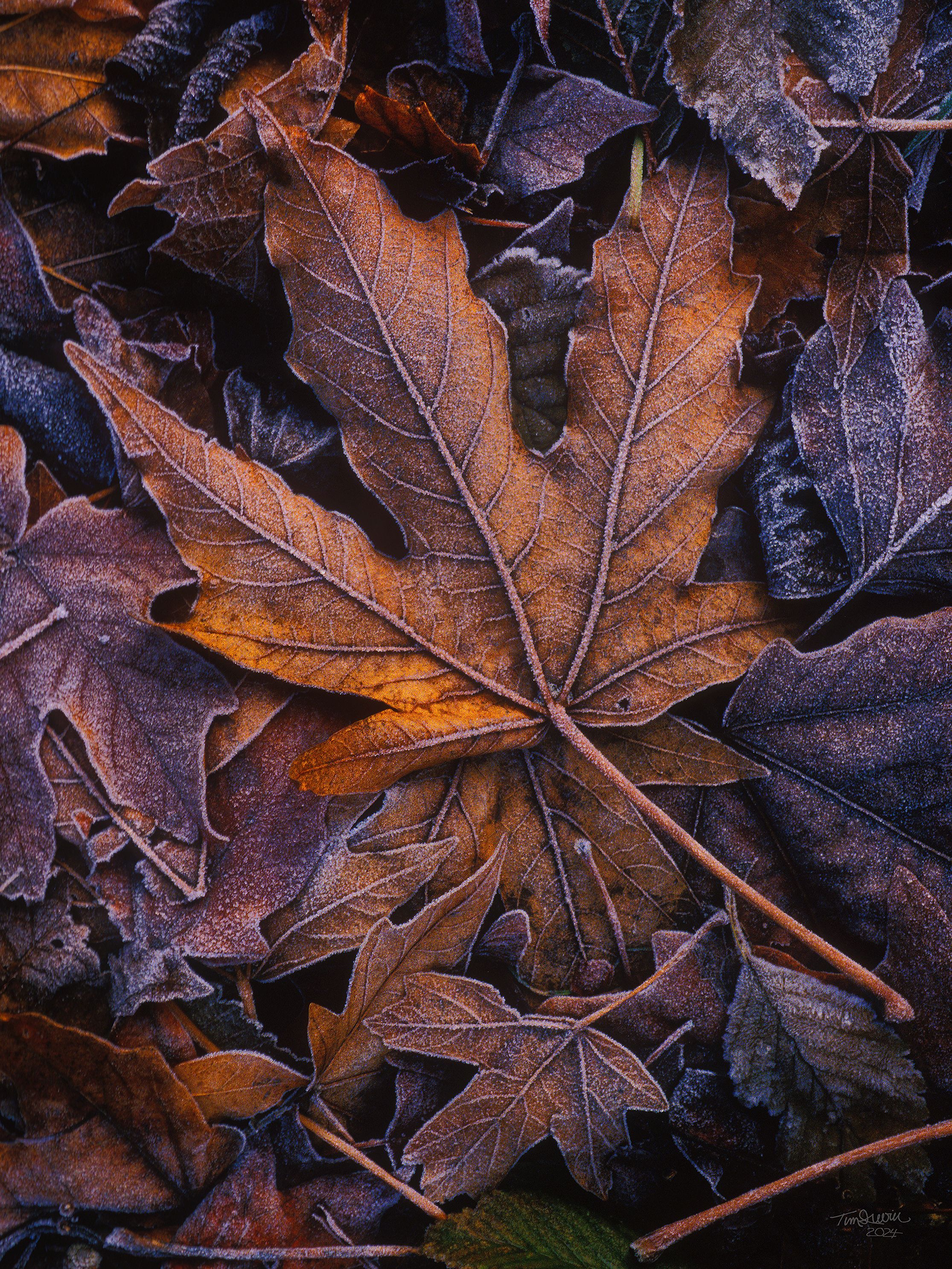 FrostyLeaf.jpg 2