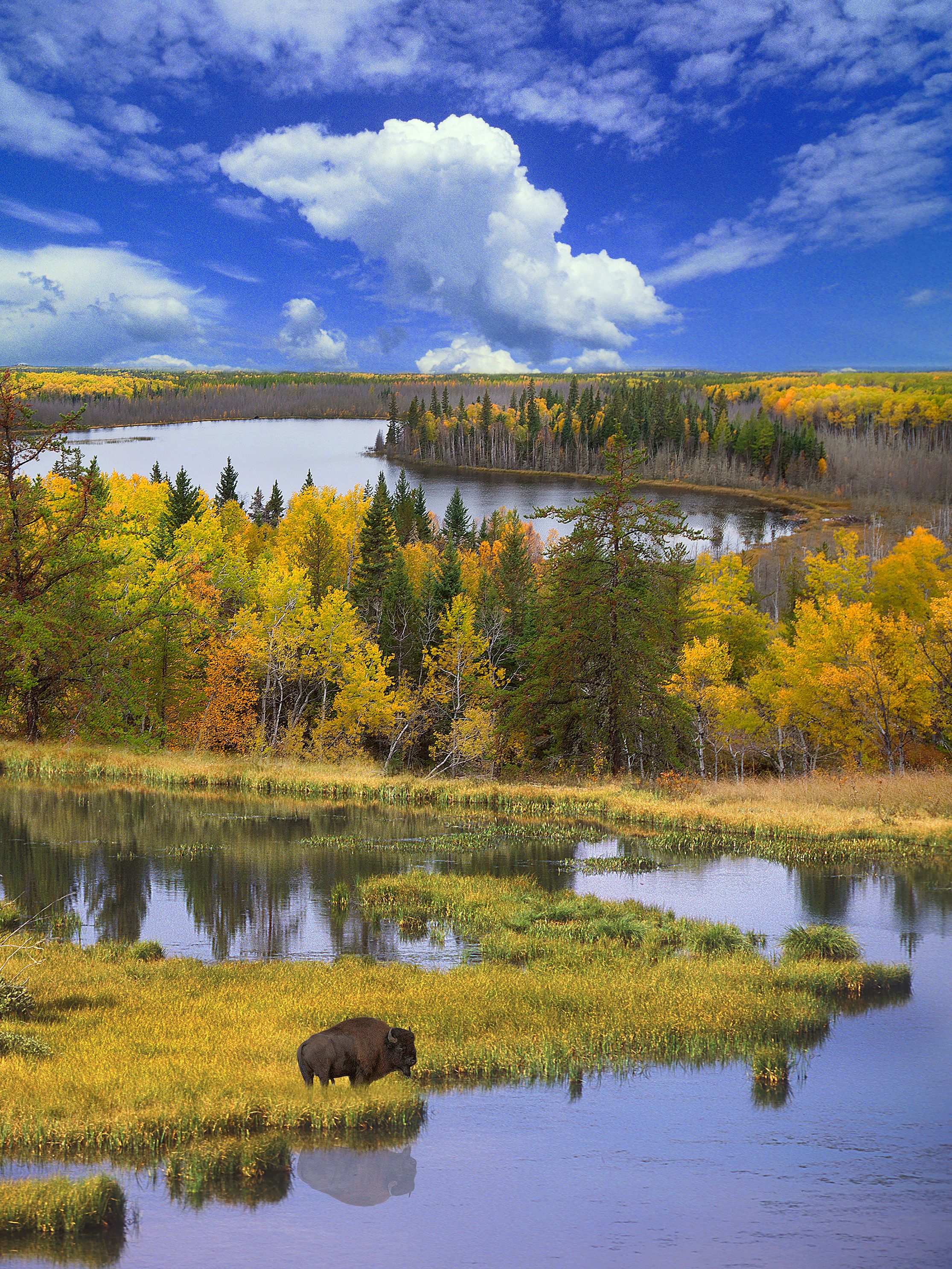 autumnbulljpg