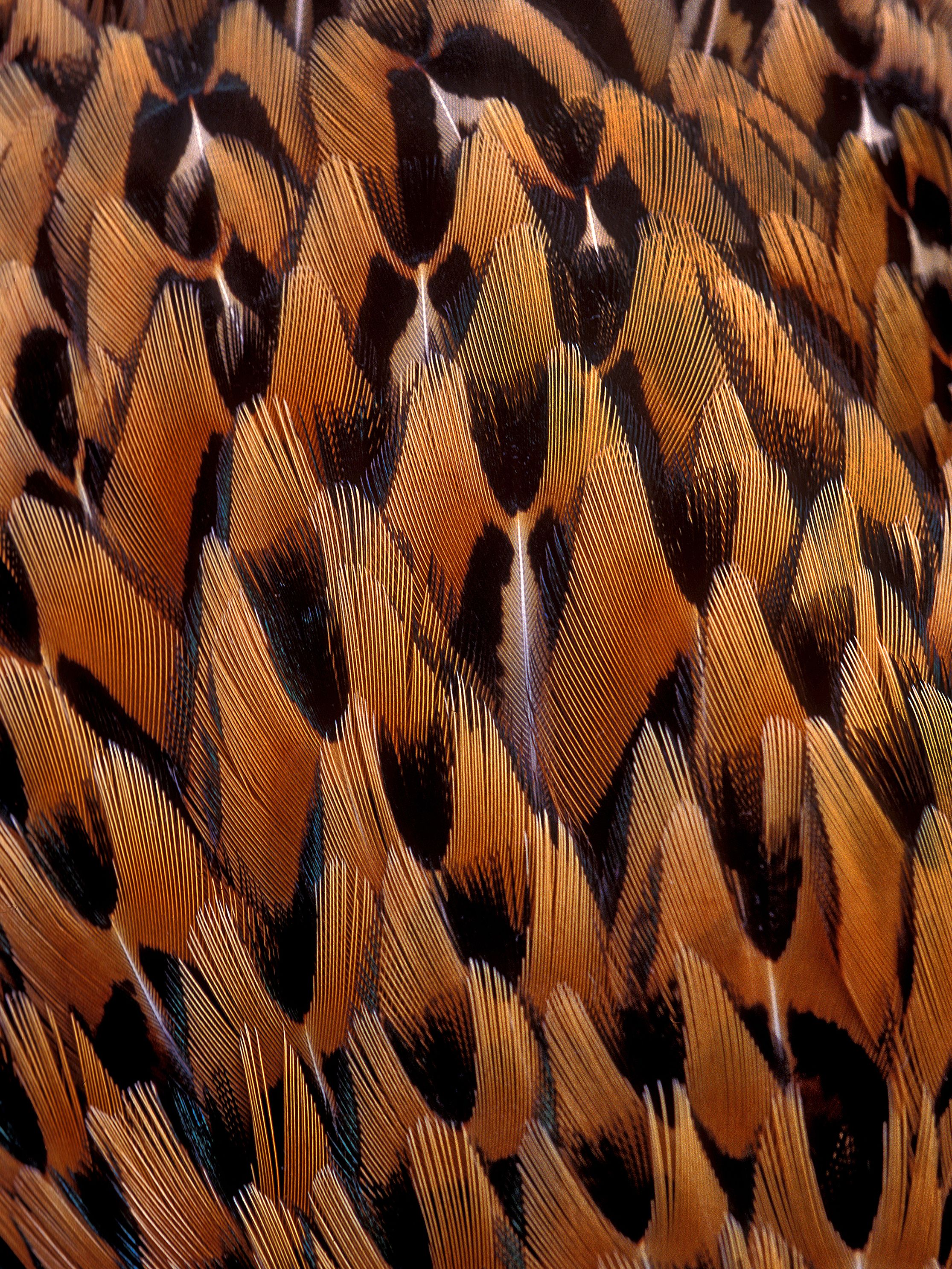 Roosterdetailjpg
