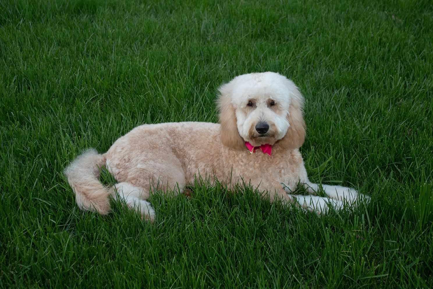 Dog Portraits