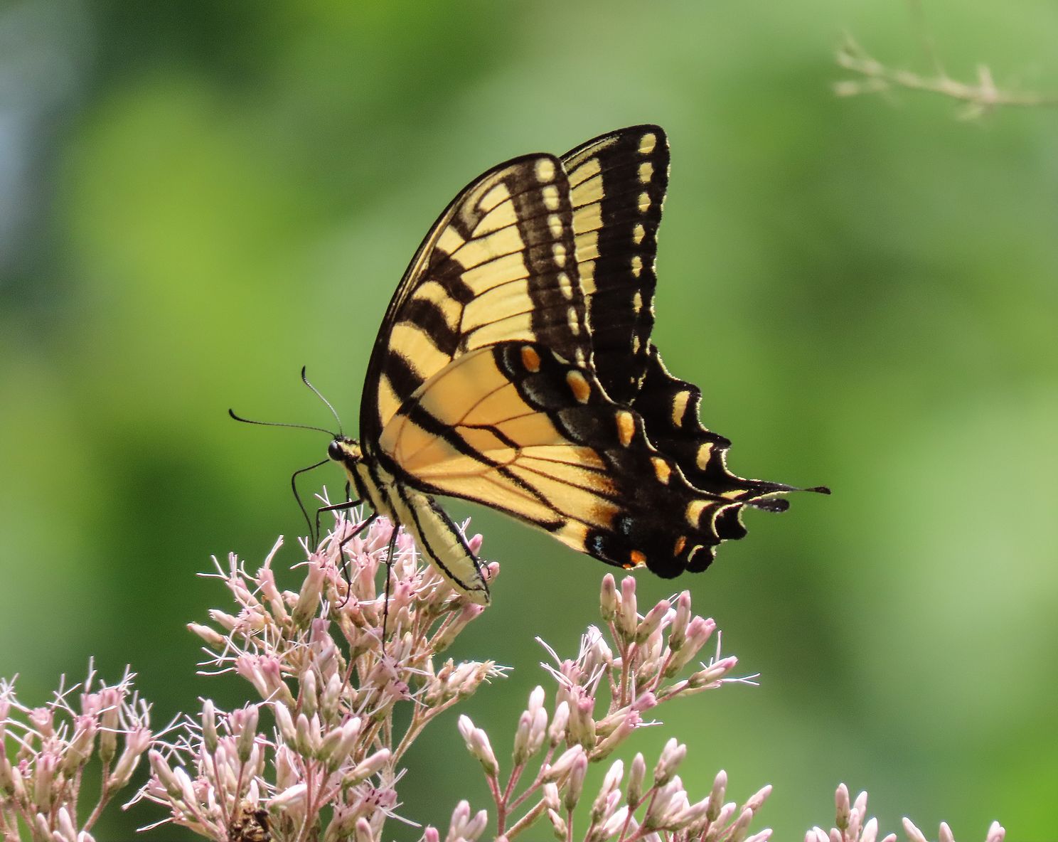 Eastern tiger swallowtail on joe pye weed