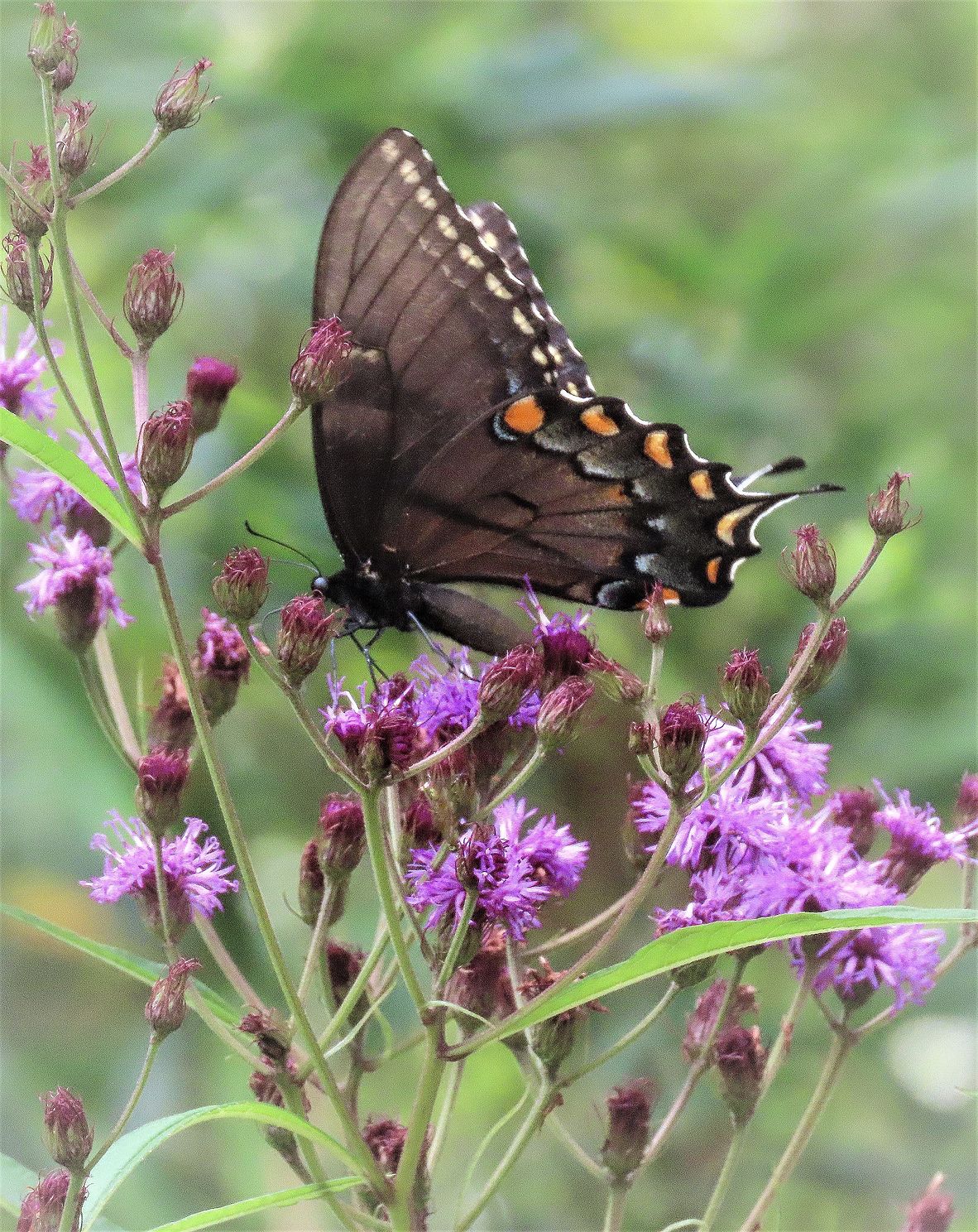Eastern tiger swallowtail