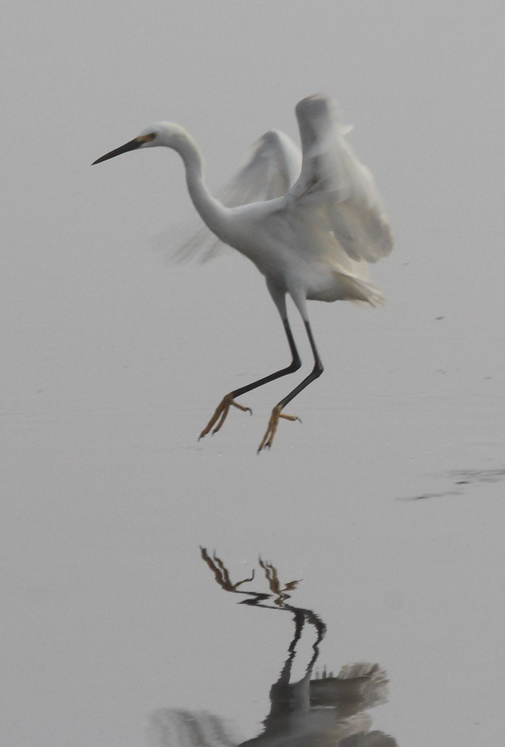 Foggy Heronjpg
