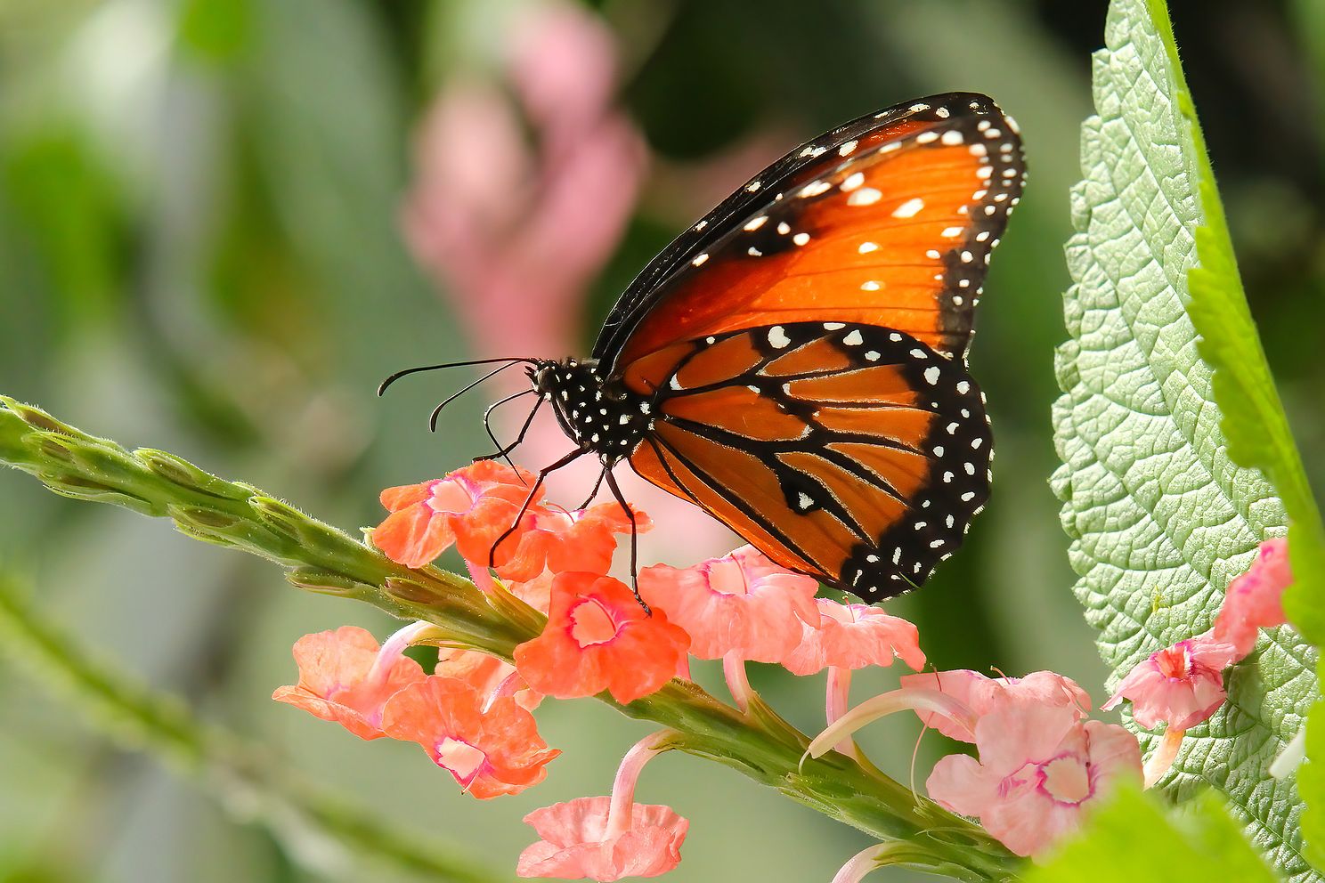 Butterfly Editjpg