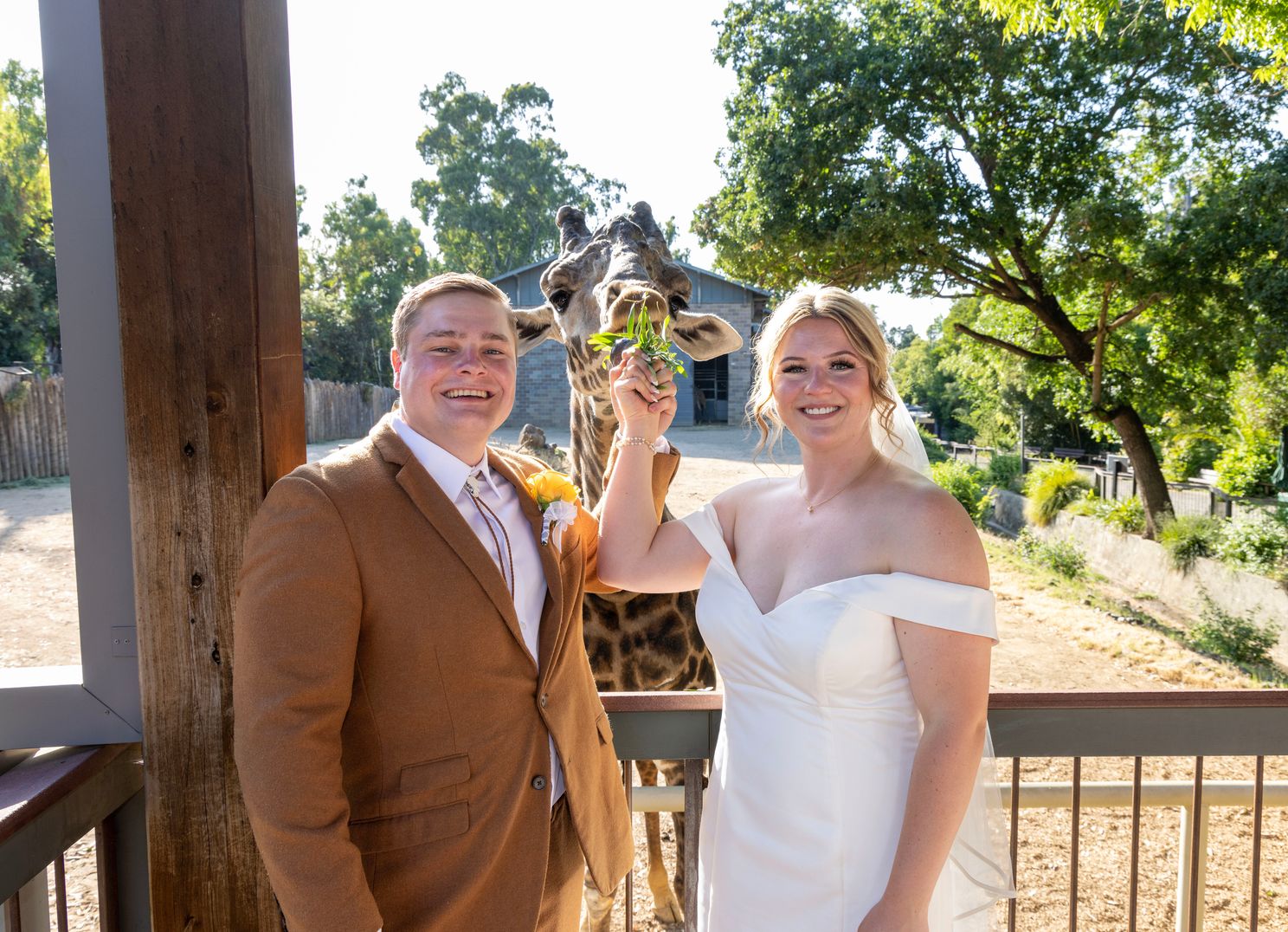 Sacramento Zoo Wedding. Couple feeding Giraffe in the middle of the wedding photoshoot.