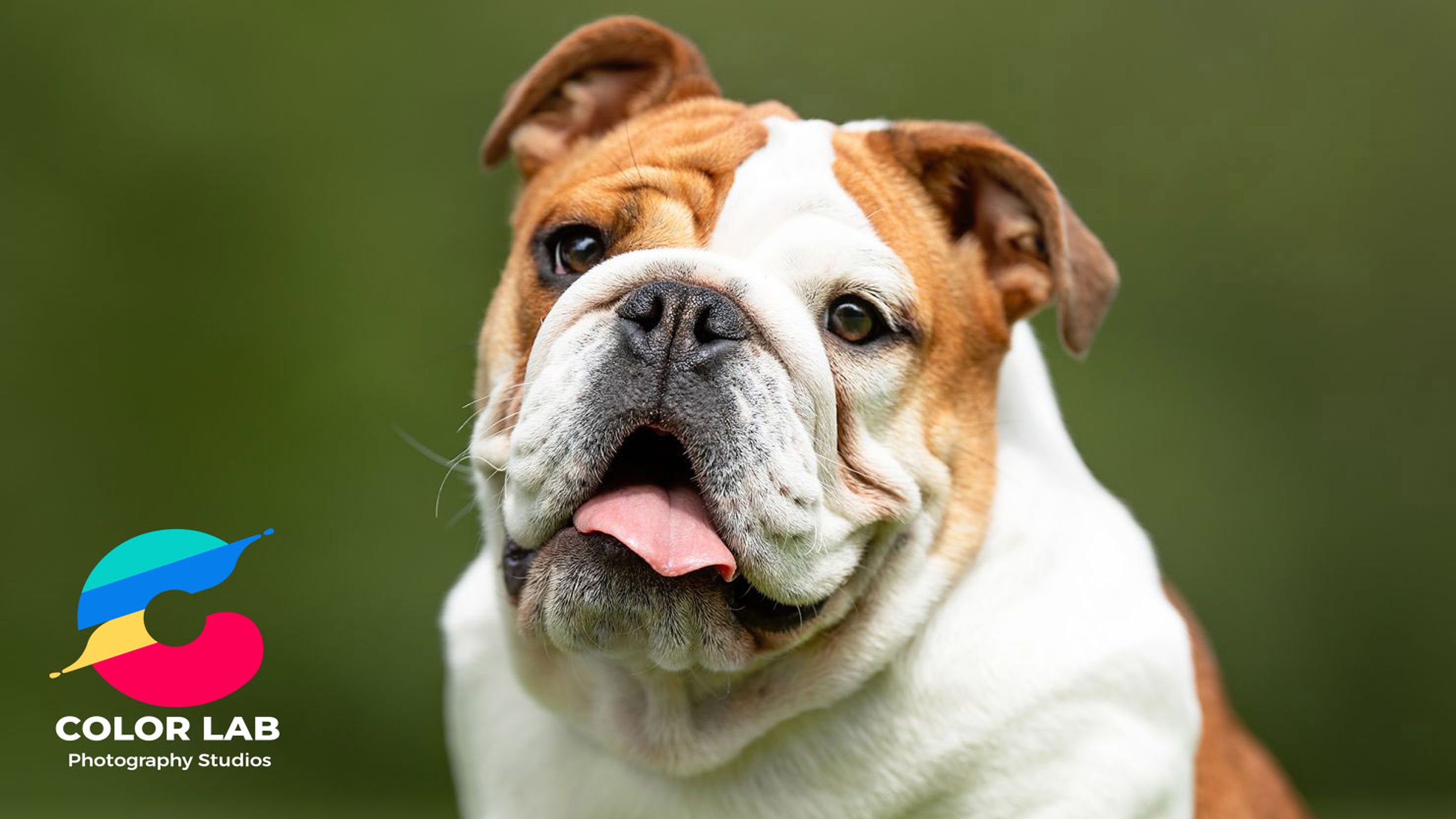 220615105053-unhealthy-english-bulldogs copy 2.jpg 1