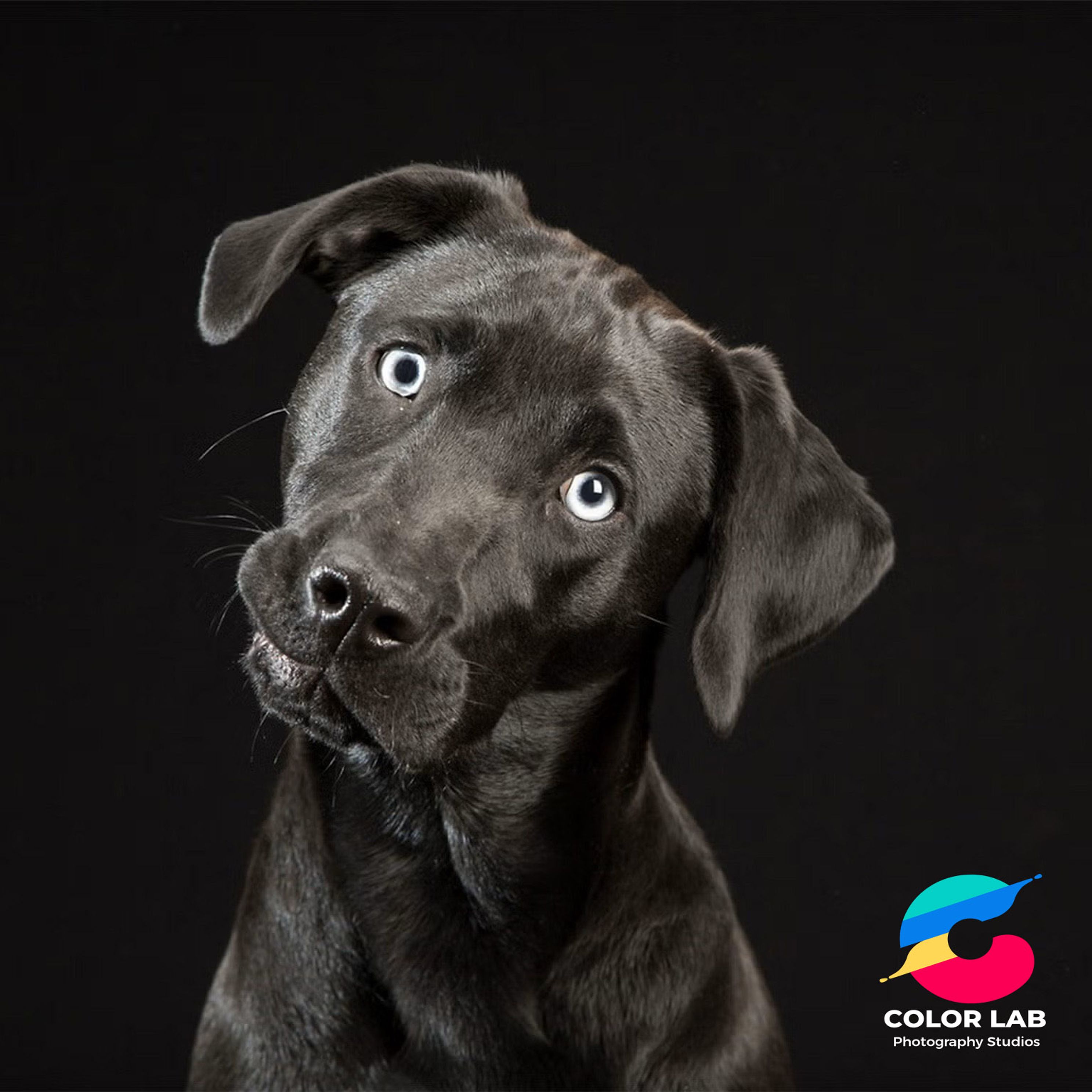 blackdogmax copyjpg