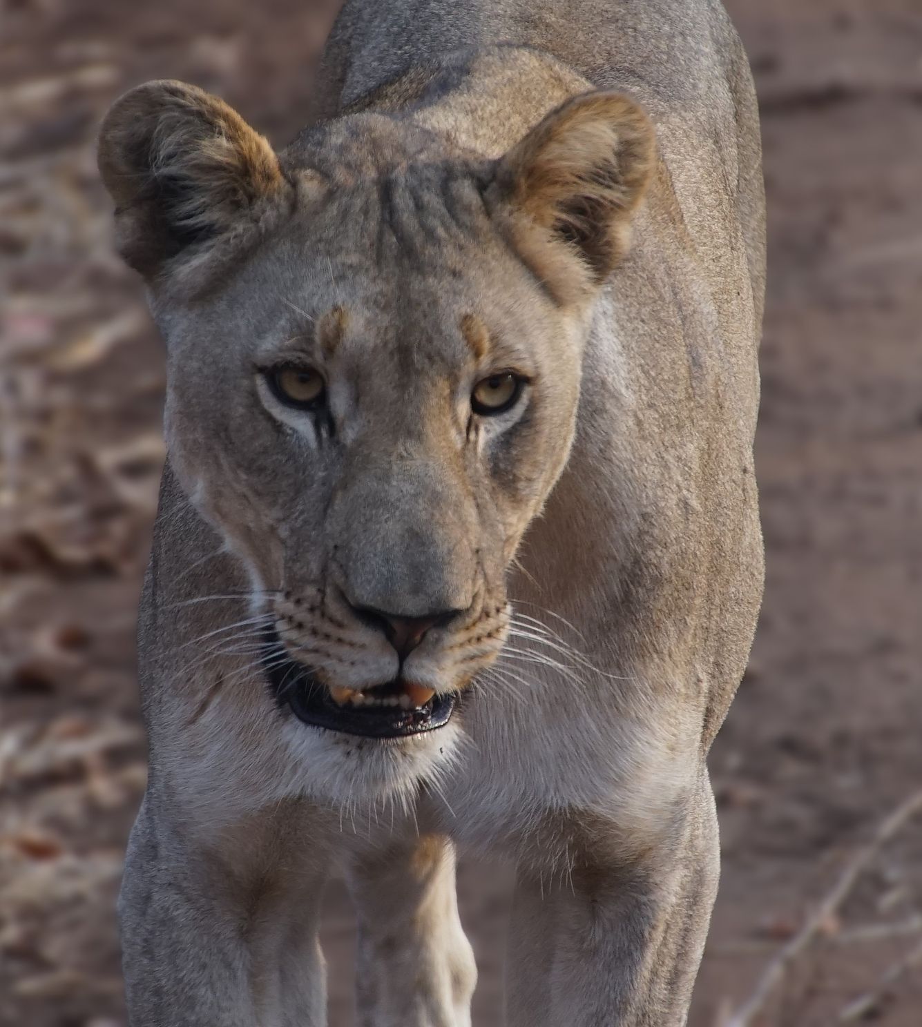 Female Lion      Malawi