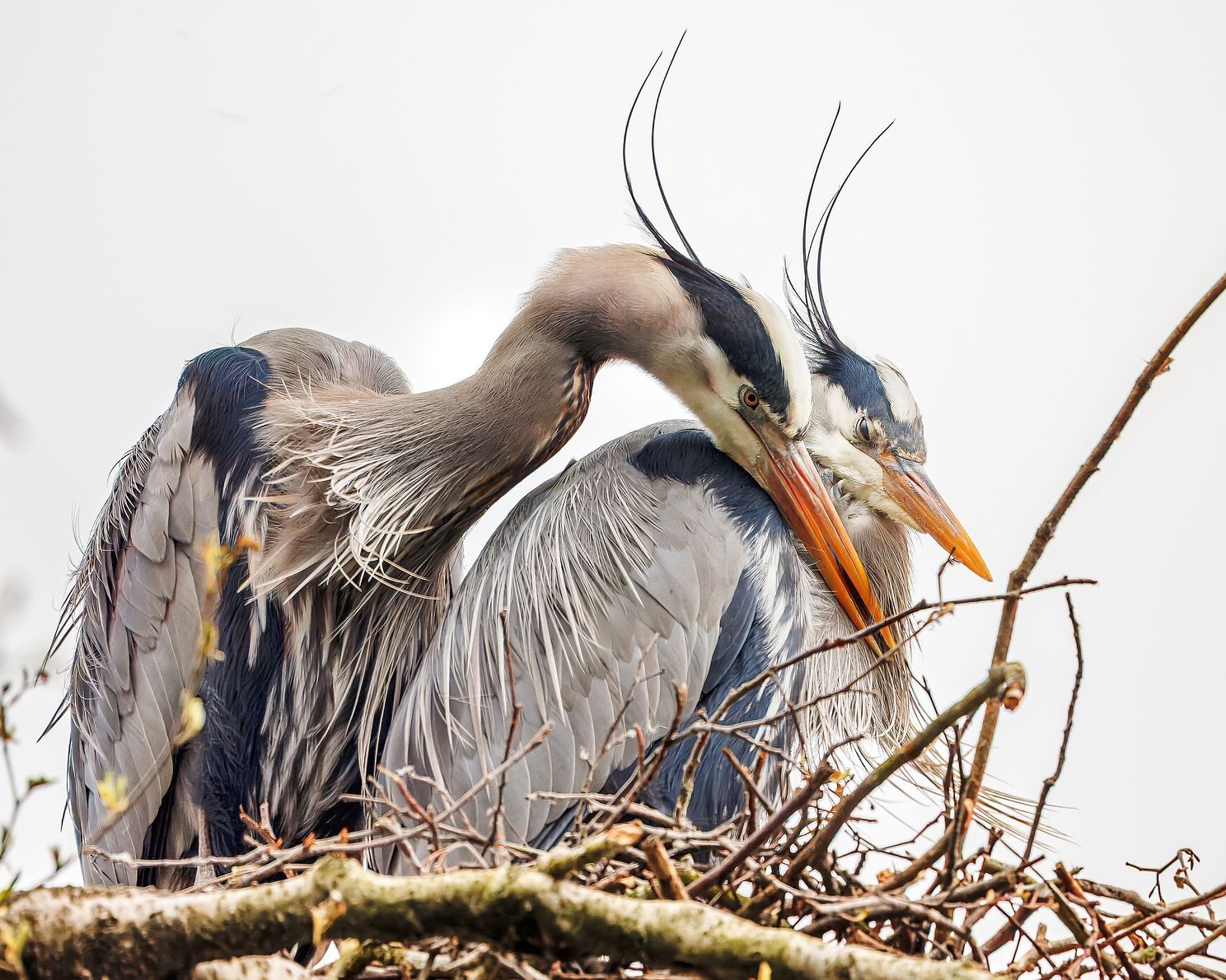 Two Herons in their Nestjpg
