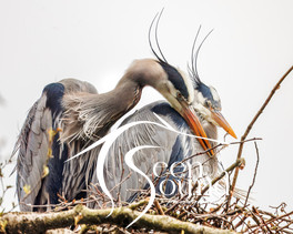 Two Herons in their Nest.jpg