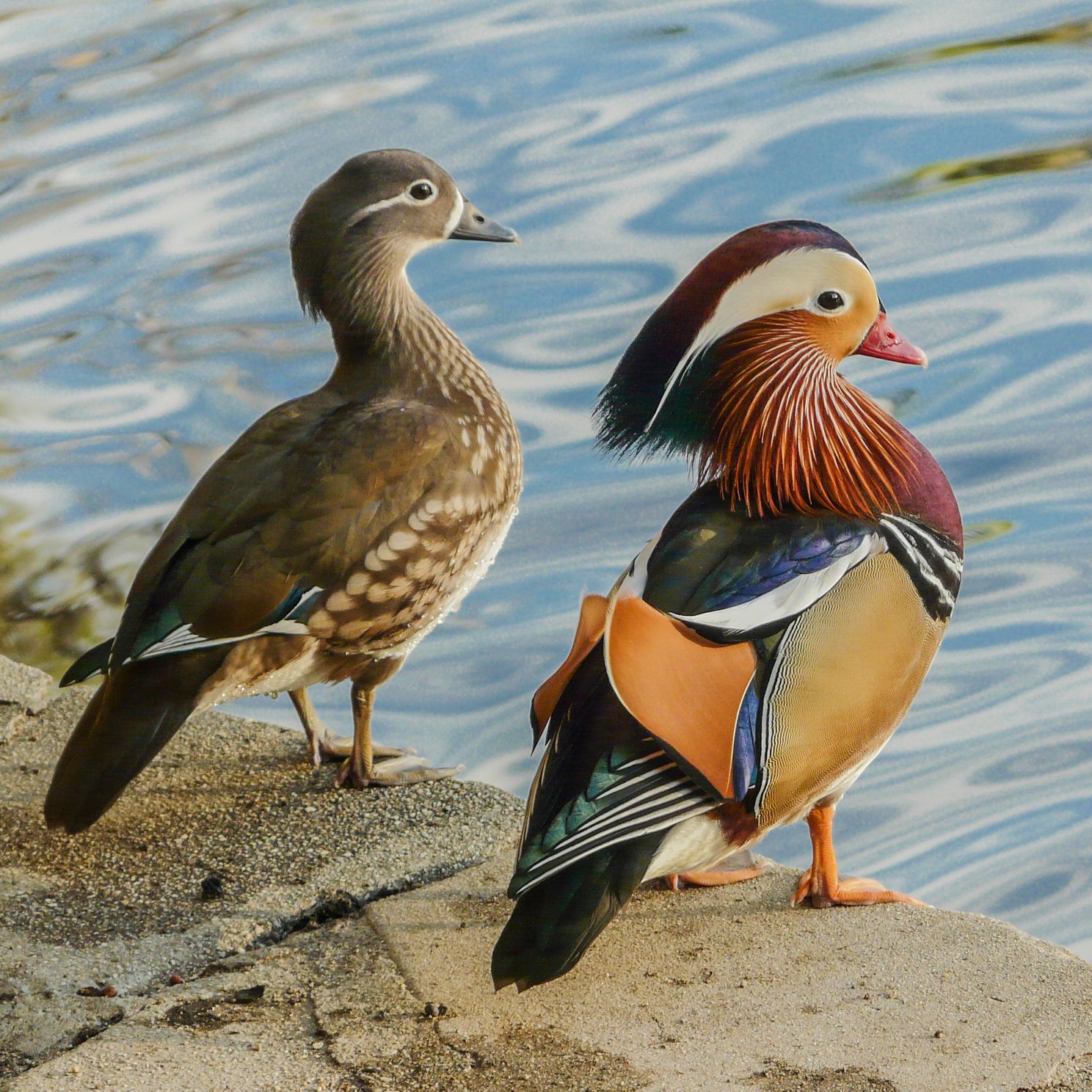 Mandarin Ducks Male  Female  PJPG