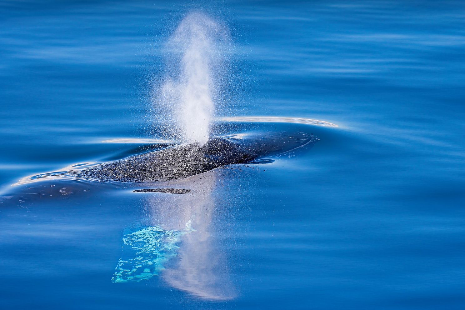 "Whooosh" on the Salish Sea