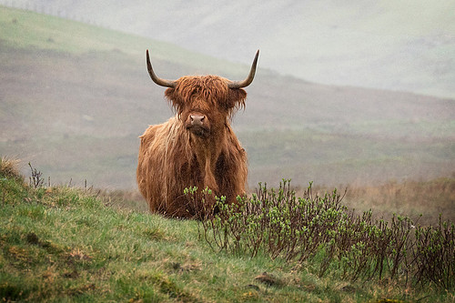 Highland Cow