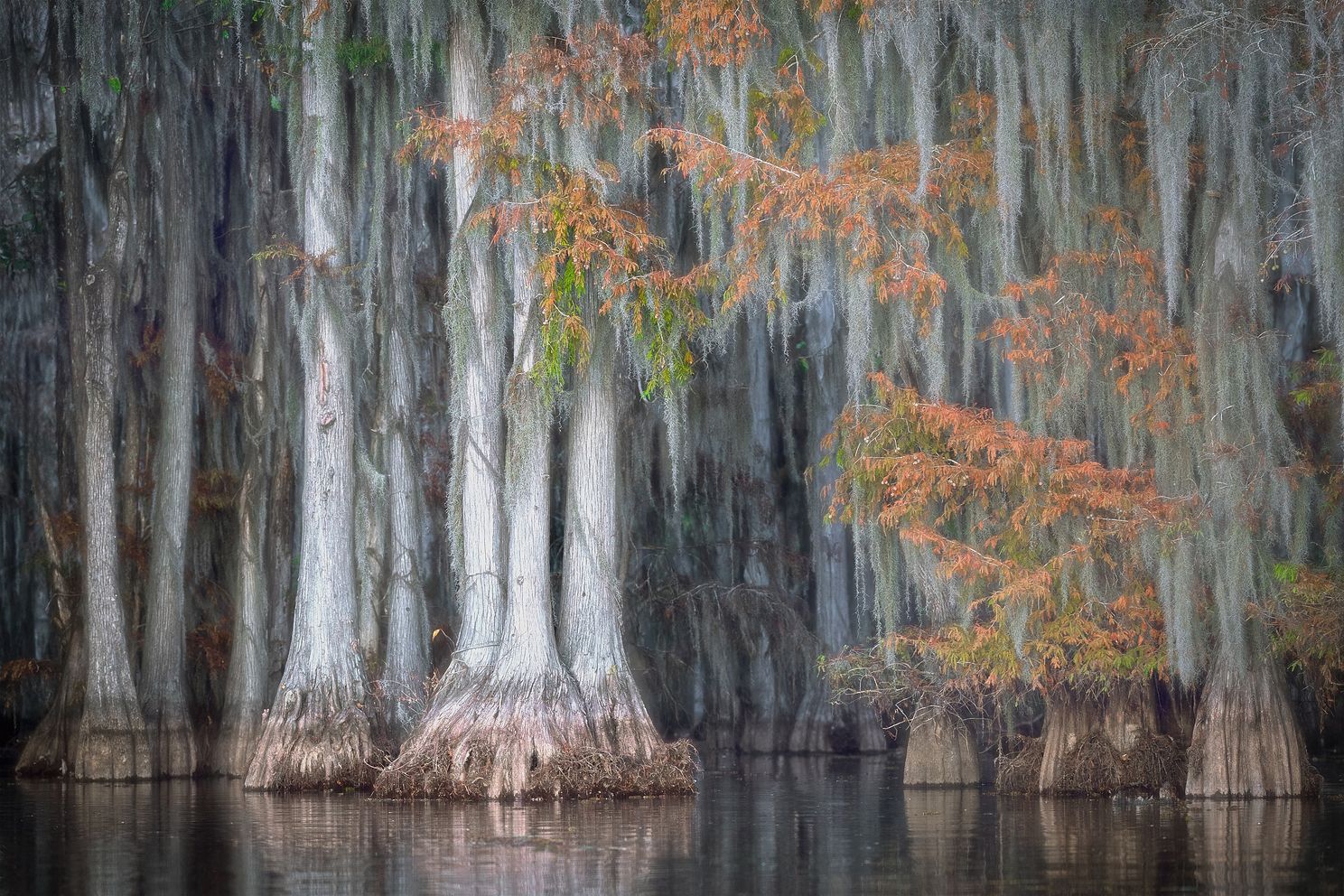 Swamps