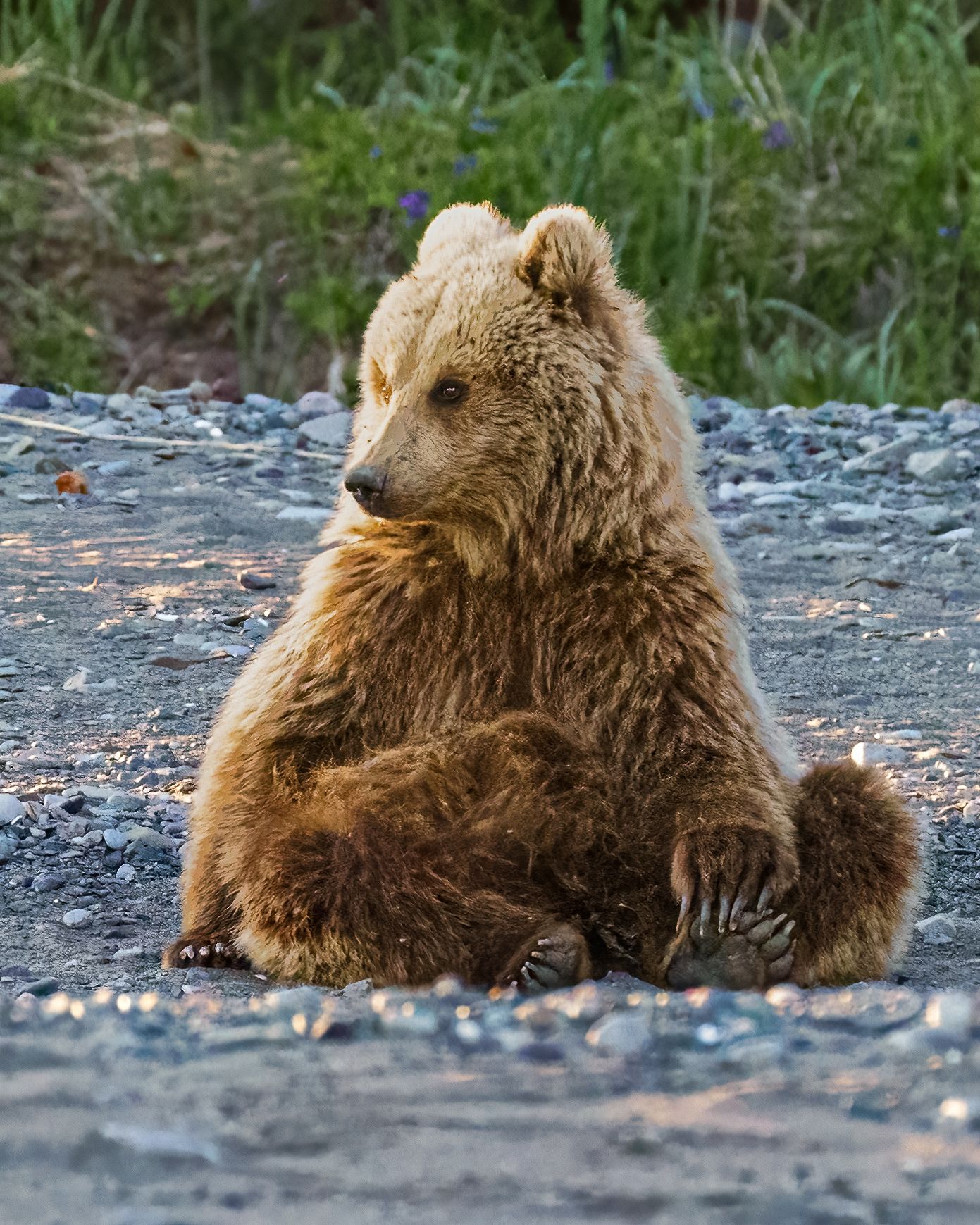 Lake Clark National Park -20210614-14.jpg