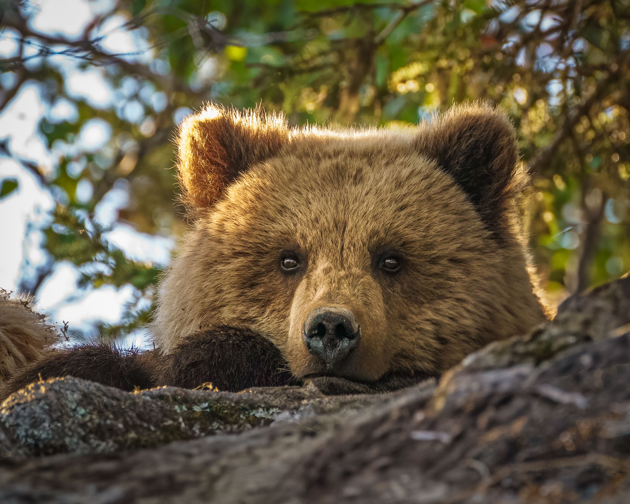 Lake Clark National Park -20210614-12.jpg