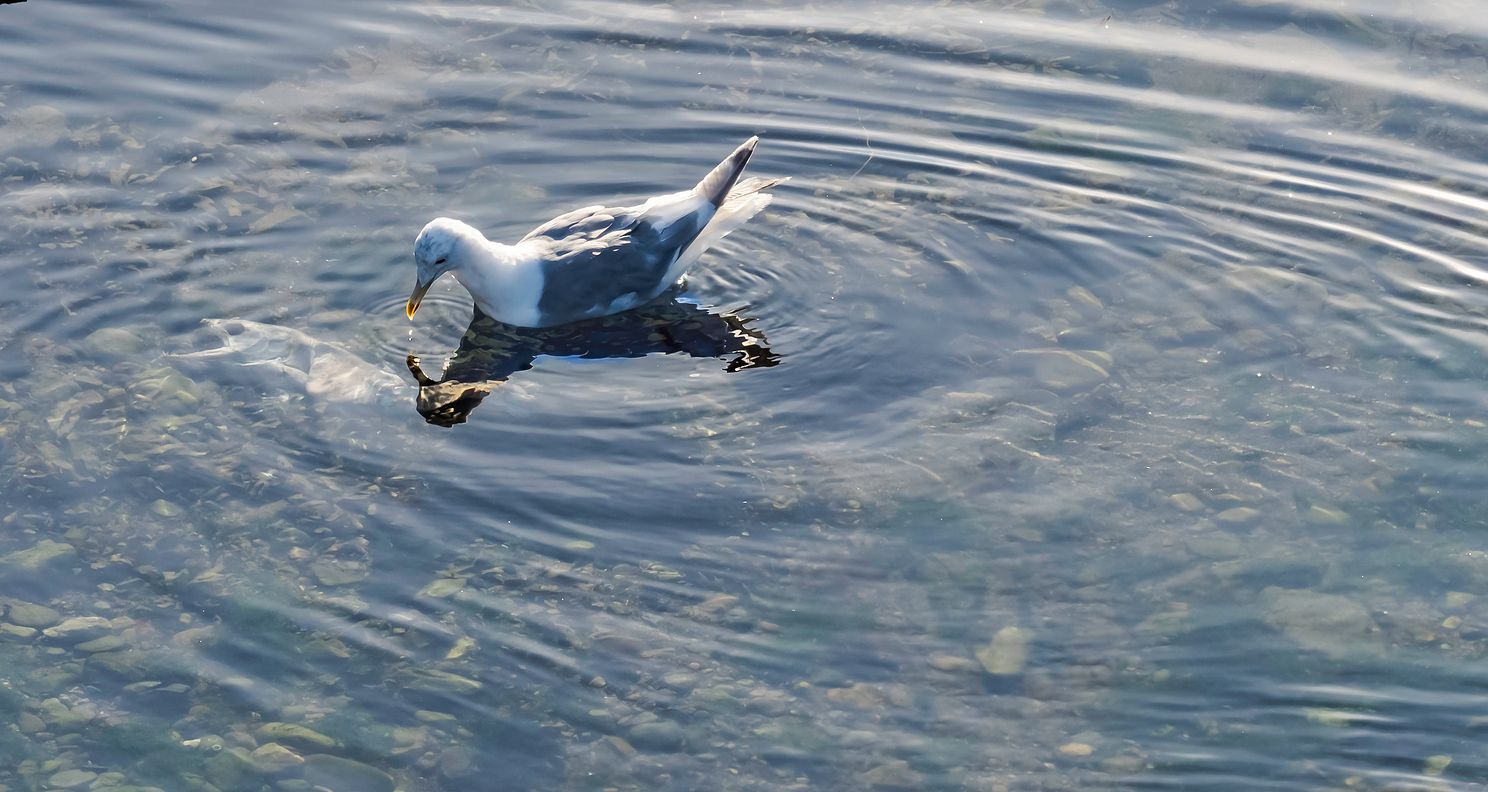 Gull in the midst of ripples of its own making at low tide in shallow water