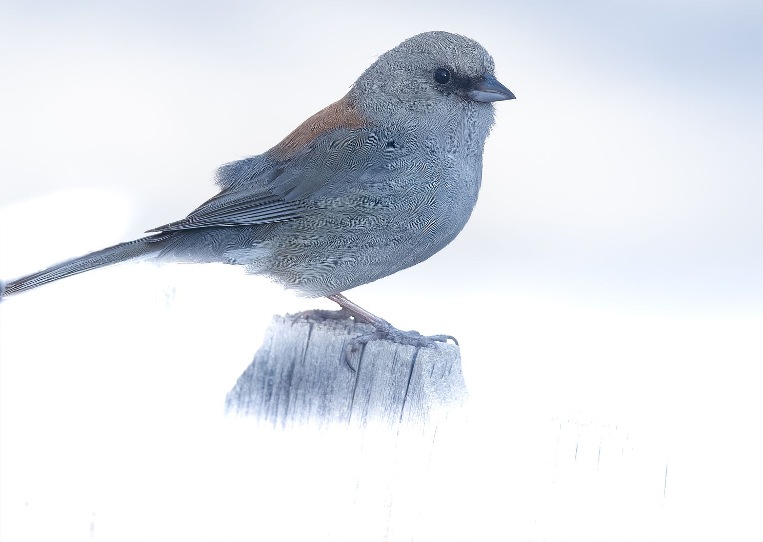 Junco LARGE On Fence Post In High Key.jpg