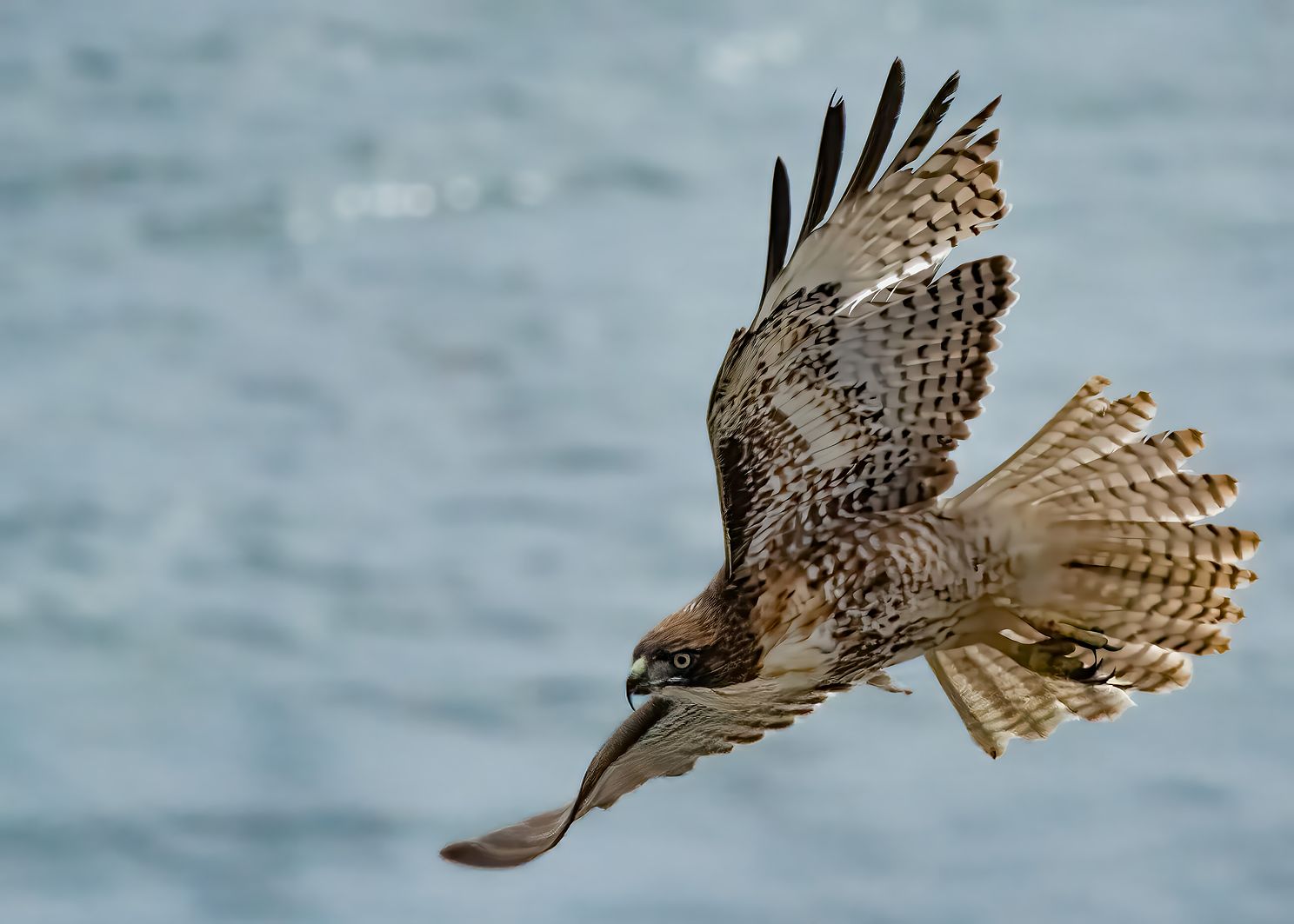 Red-tailed hawk soars over Pacific coastline at Point Fermin Park, San Pedro, California, long lens
