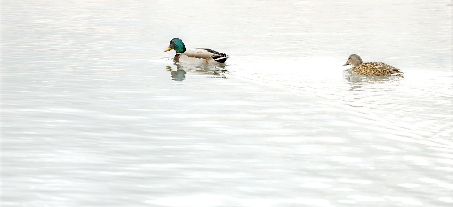 Mallard pair in winter hIgh key style