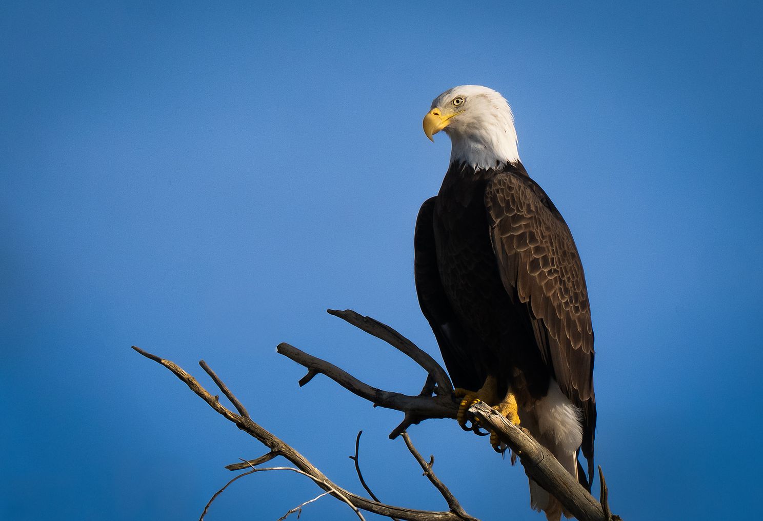 Eagle Head Cocked