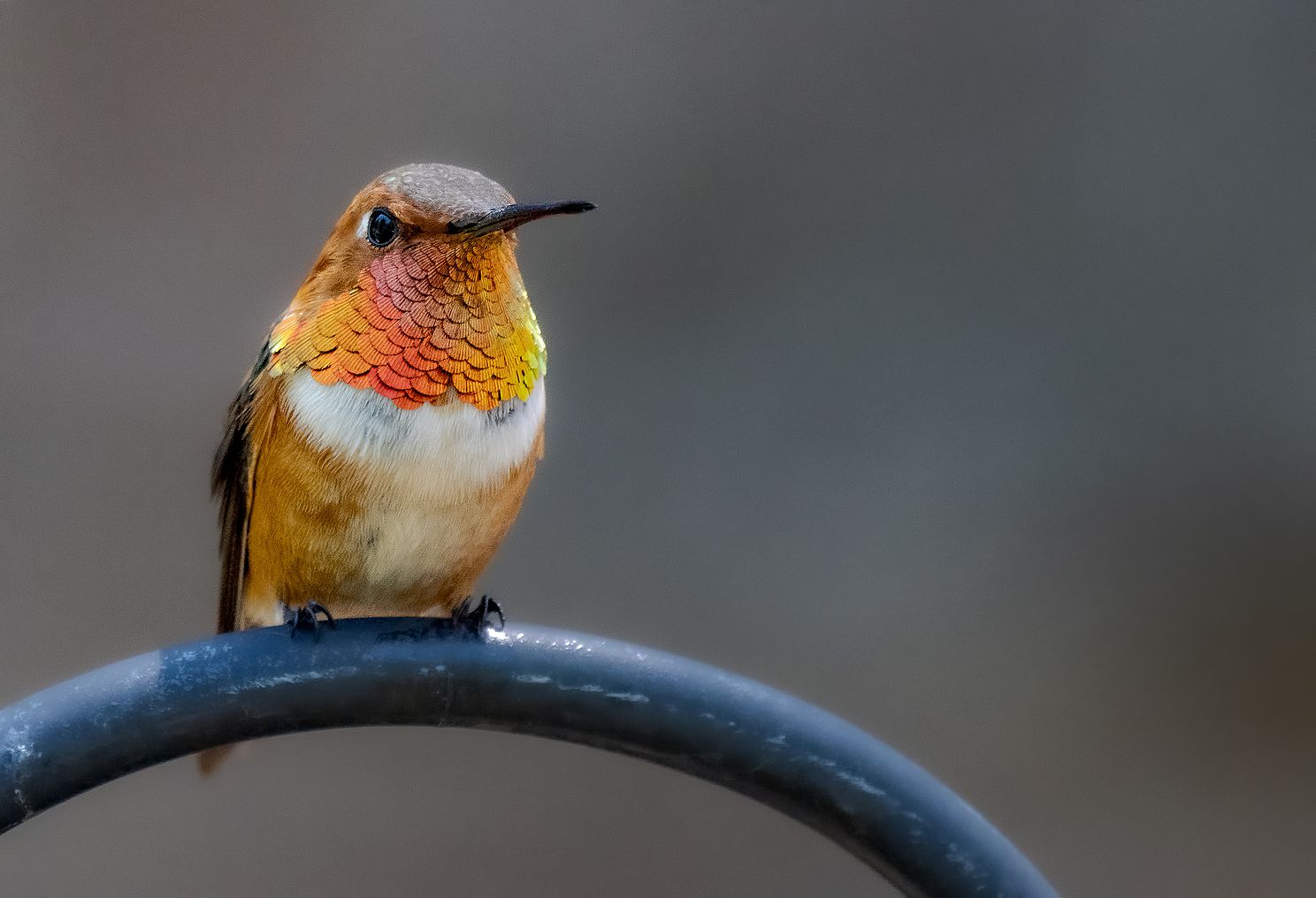 Rufous Hummingbird Resting on Metal