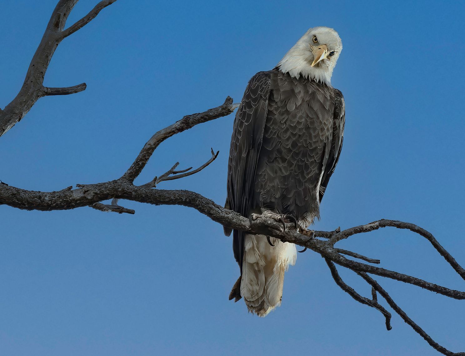 Bald eagle perched and looking toward camera along Lake Mary Road, Flagstaff