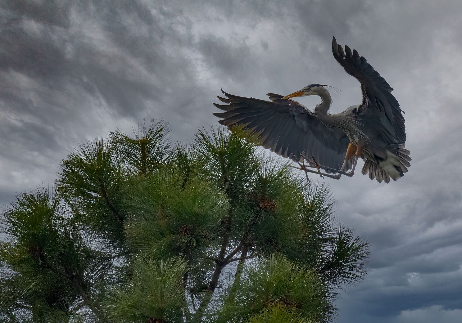 Great Blue Heron landing on pine