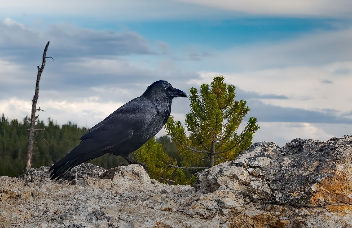 Raven near cliff's edge overlooking the spectacular Grand Canyon of the Yellowstone River