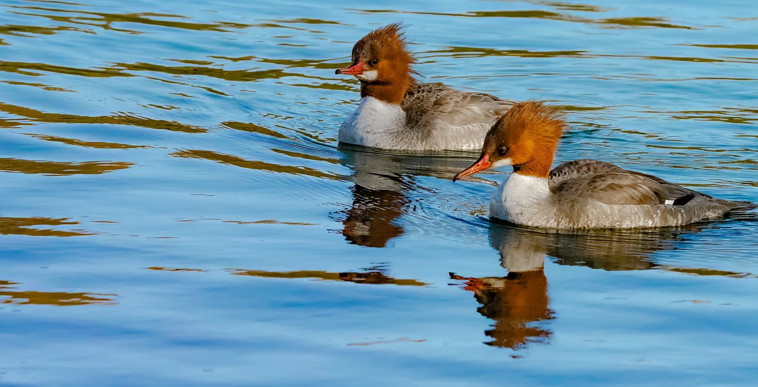 Common Merganser pair swimming on partly frozen pond at Walnut Canyon Lakes, Flagstaff Arizona
