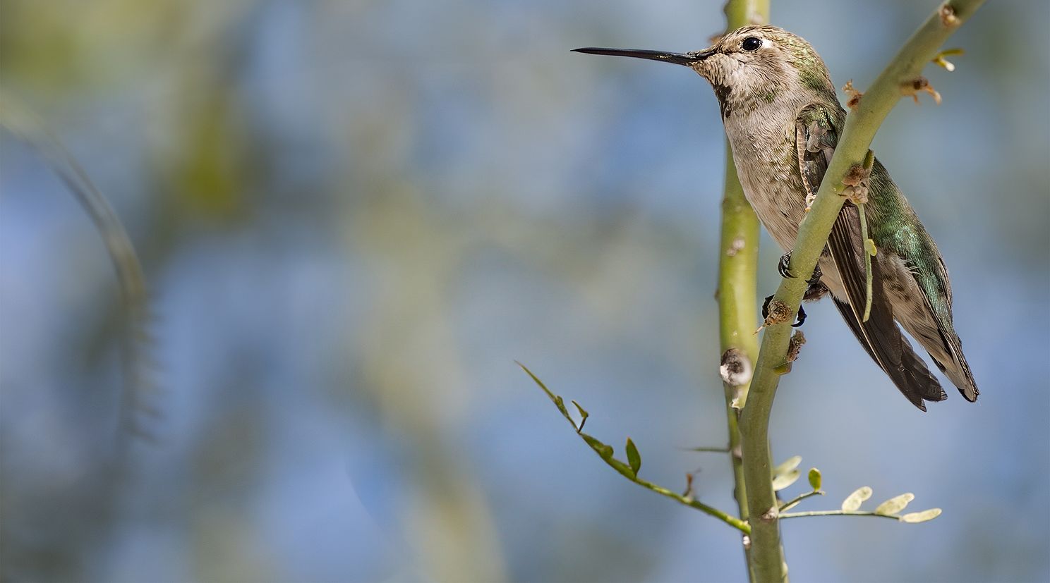 Annas Hummingbird On Palo Verde