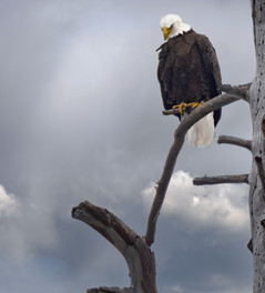 Bald Eagle awaits a chance to catch fish