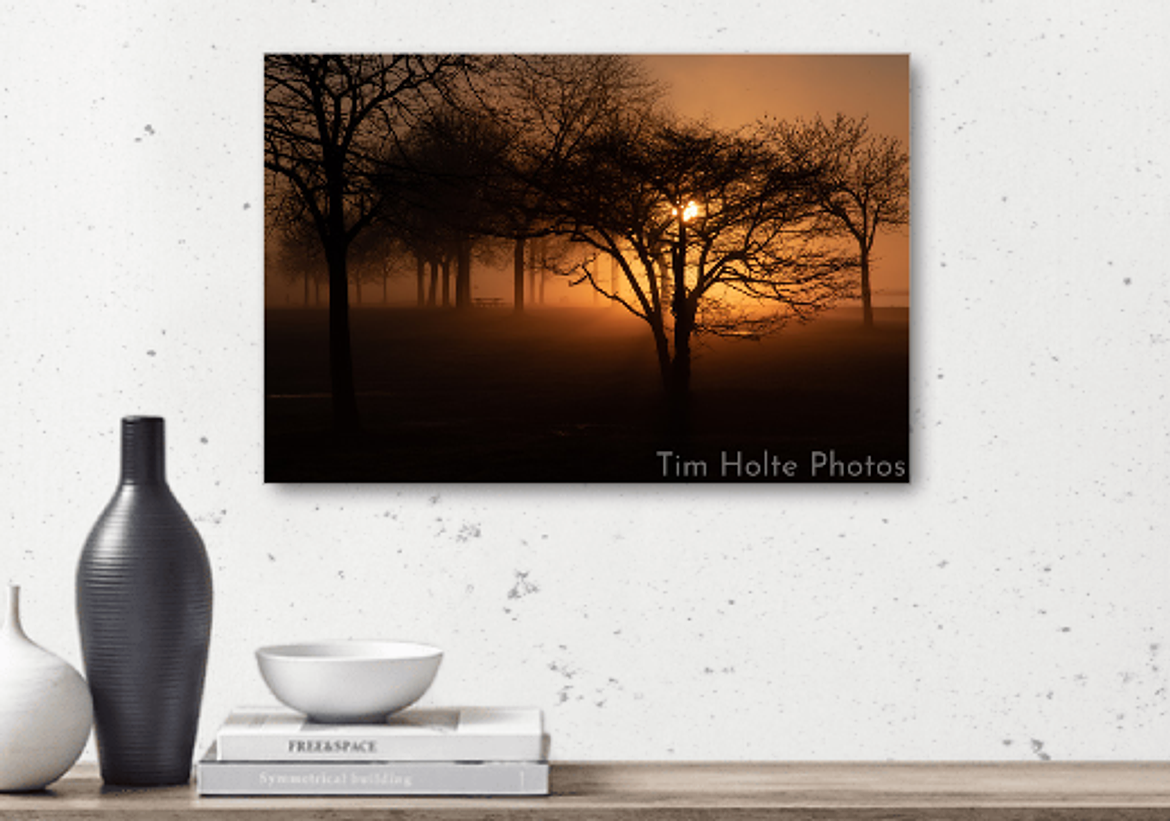 fog surrounding tree