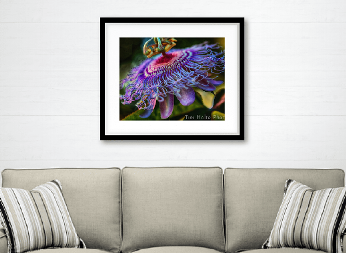 passion flower close up