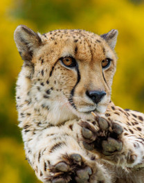 Leopard stretching