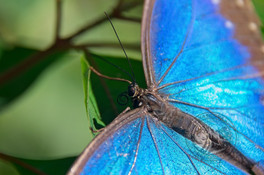 NPButterfliesjpg