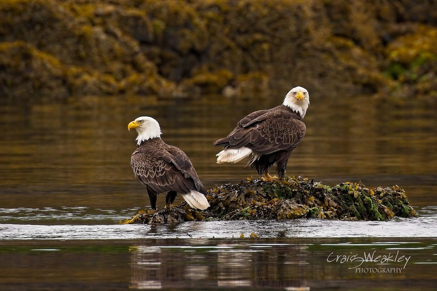 Double Eagles at Geographic Harbor