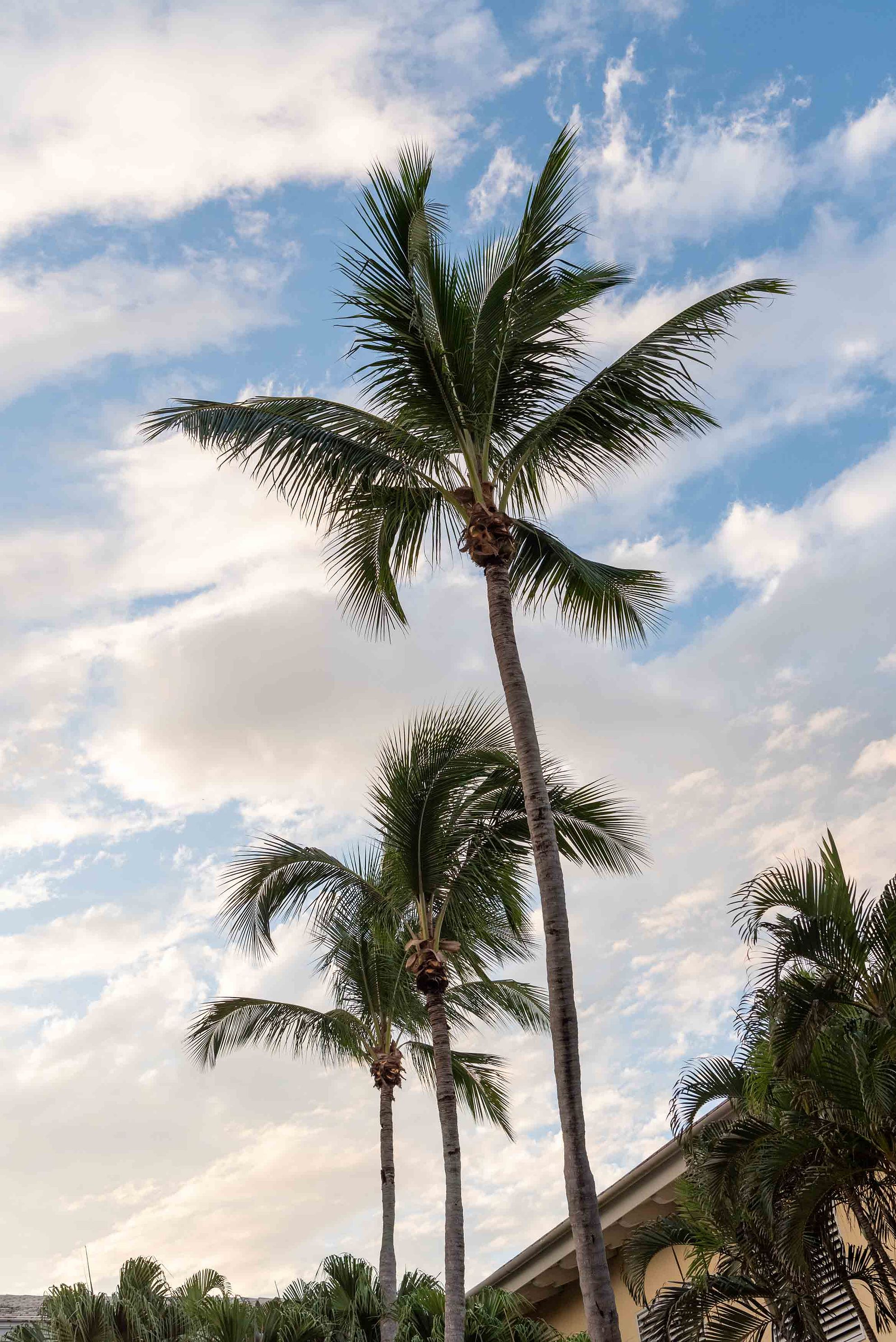 palm trees