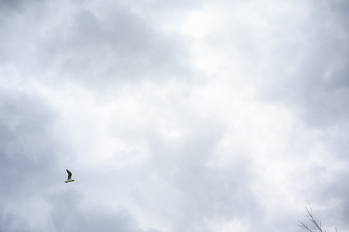 birdbranchesjpg