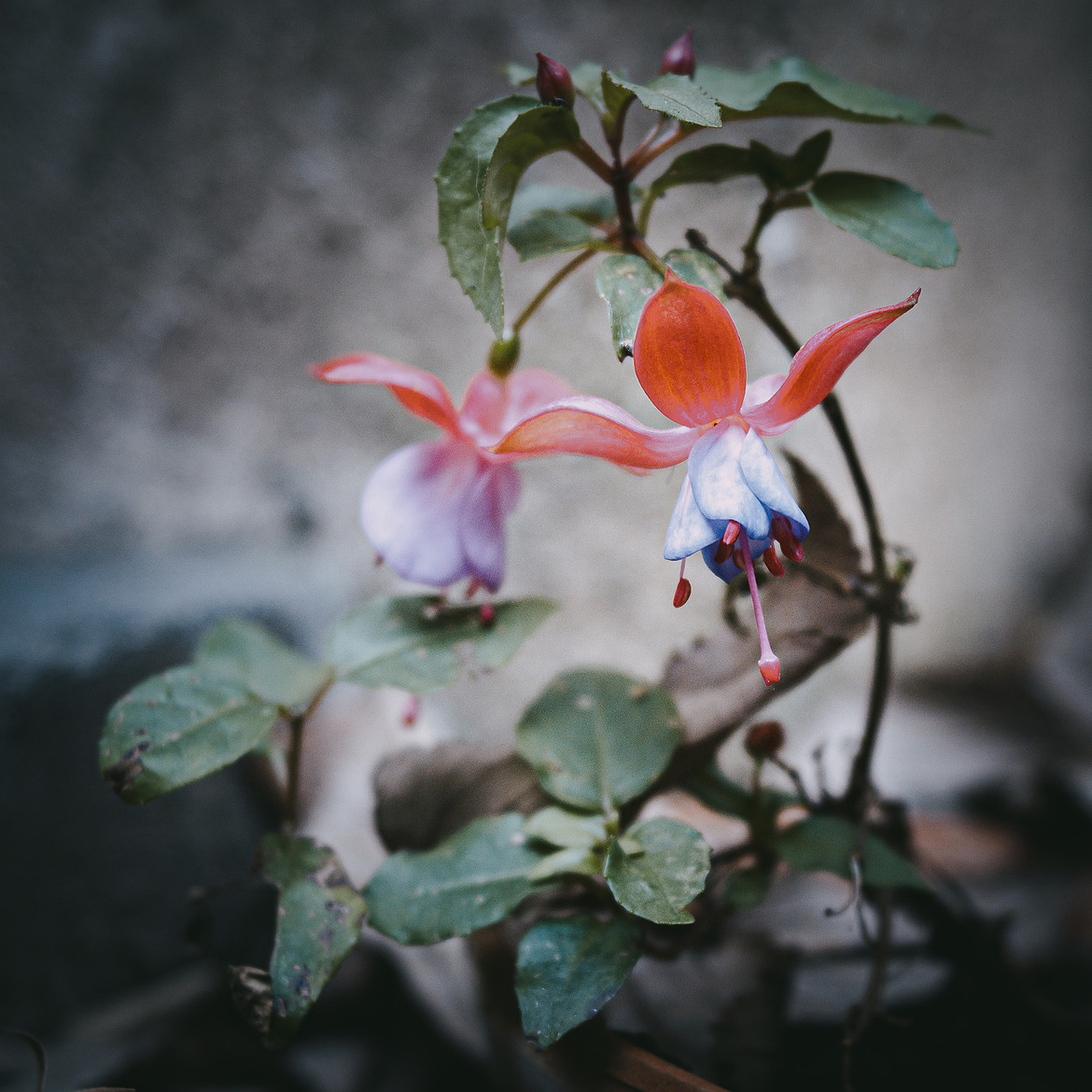 blueredflowerjpg
